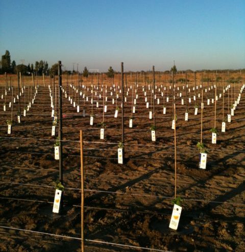 Newly planted vineyard